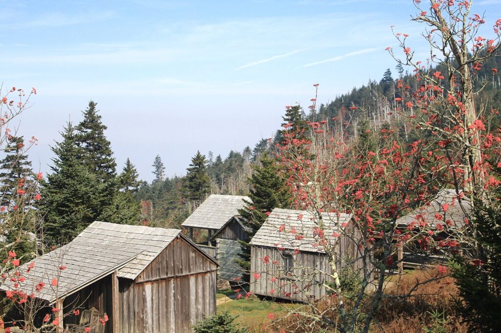 Weathered wooden cabins of LeConte Lodge surrounded by evergreens and red mountain ash berries atop Mount Le Conte in the Great Smoky Mountains