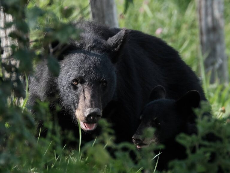 Bear Activity Closes Cherokee Orchard Road to Walkers: What Smokies Visitors Need to Know