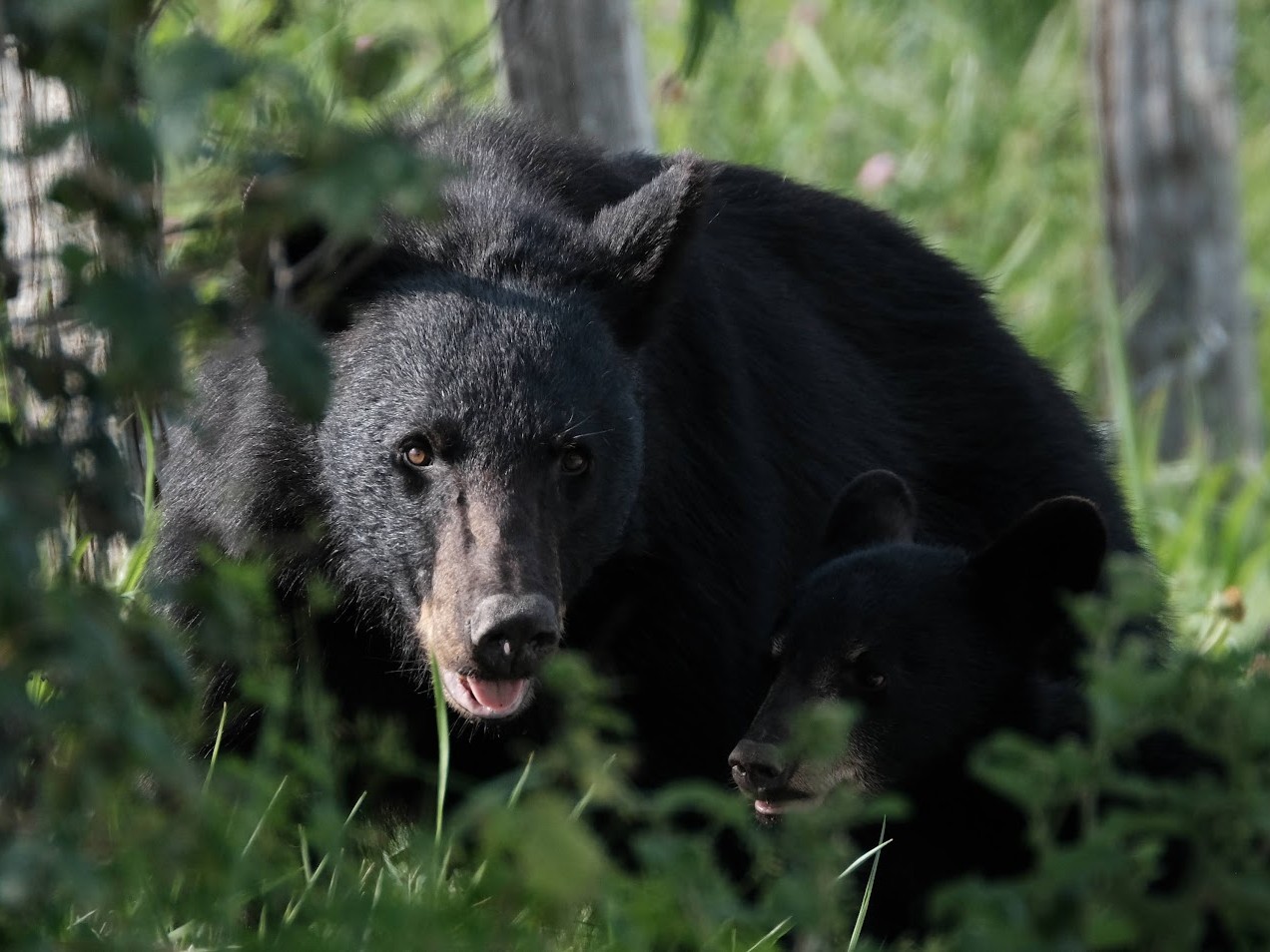 A mother black bear and her cub standing side by side in Great Smoky Mountains National Park.