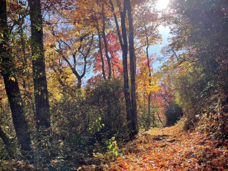 Smokies Fall Color Is Running Late This Year: What That Means for Your Trip