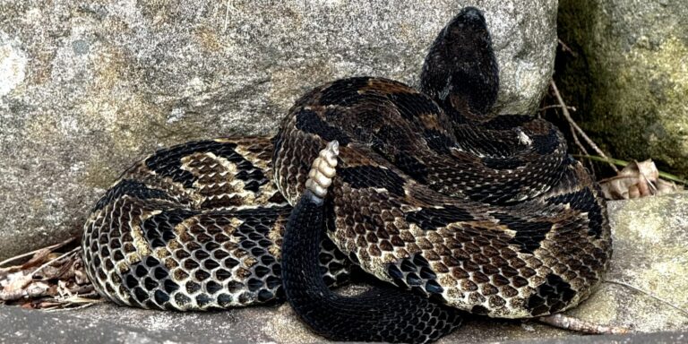 Smokies Fall Hikers: Watch Your Step — Snakes Blend Into the Leaf Litter